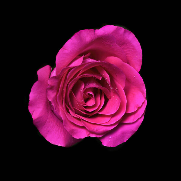 Pink rose flower isolated on black background