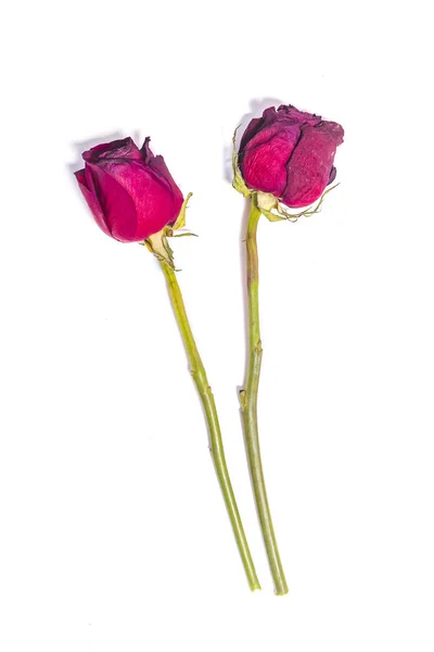 Dwa Suszone Czerwone Róże Białym Tle — Zdjęcie stockowe