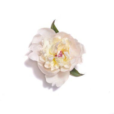 Beyaz arkaplanda hafif şakayık çiçeği izole