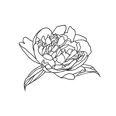 Vektör Lineer şakayık çiçeği beyaz arka plan üzerinde