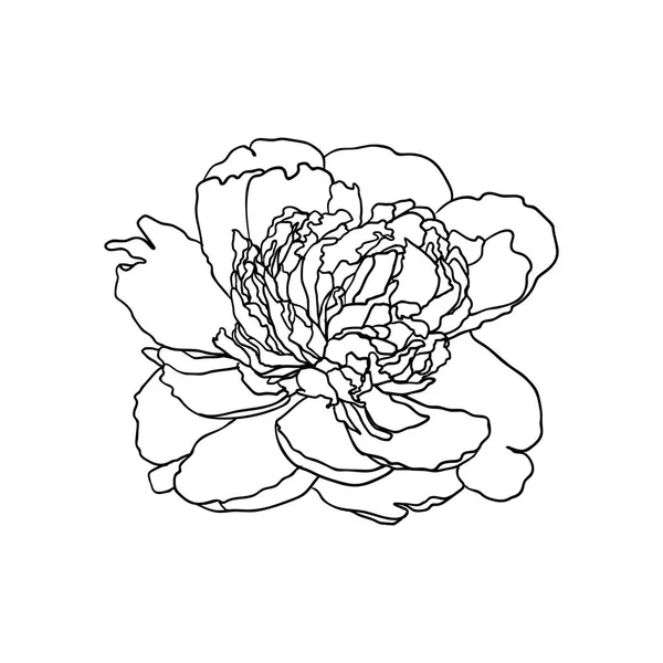 Vector linear peony flower on white background