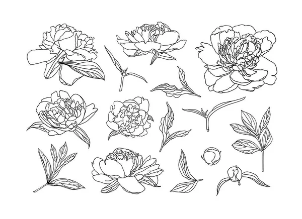 Şakayık çiçekleri, tomurcukları ve yapraklar. Vektör Lineer ayarla