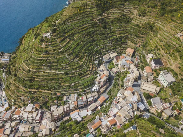 Teraslı tarım Manarola şehir etrafında. Cinca Terre. İtalya