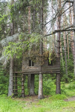 Ormandaki bir ağaç döken tahta.