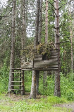 Ormandaki bir ağaç döken tahta.