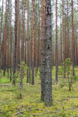 Köknar ağacı orman manzara. Yerde yosun