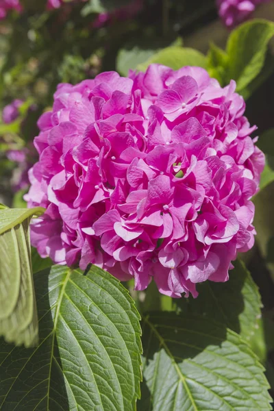 Różowe Kwiaty Hortensji Zbliżenie Flowral Naturalne Podłoże — Zdjęcie stockowe