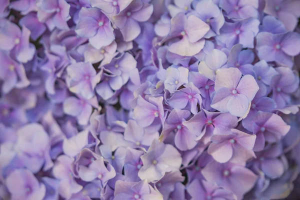 Violet flowers of hydrangea closeup. Natural flowral background