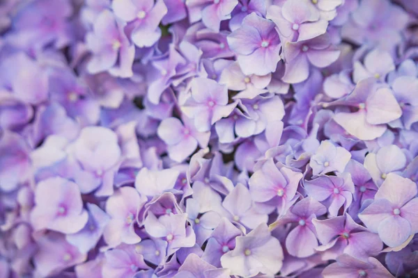 Violet flowers of hydrangea closeup. Natural flowral background