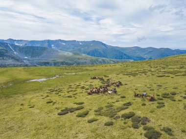 Atlar arazide sürüsü. Altay Dağları manzara