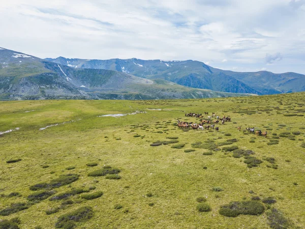 Atlar arazide sürüsü. Altay Dağları manzara