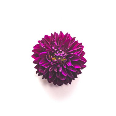 Beyaz bir arka plan üzerinde izole koyu kırmızı dahlias çiçek