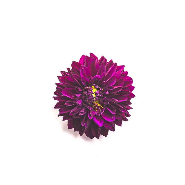 Dark Red Dahlias Flower Isolated White Background — Stock Photo, Image