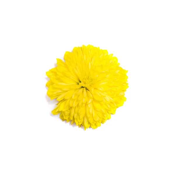 黄色菊花在白色背景下被隔离的花朵 — 图库照片