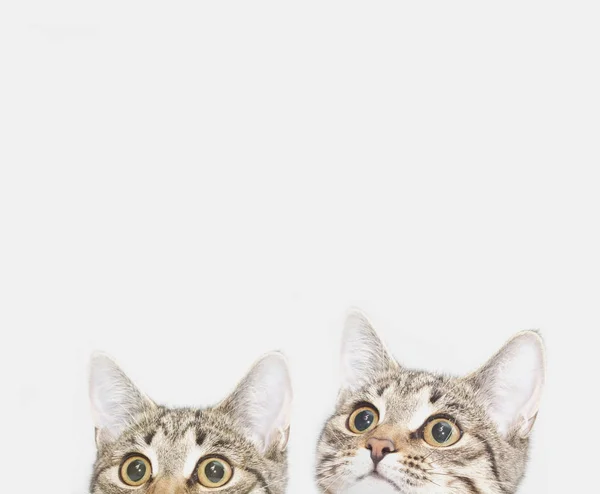 Dois Gatinhos Bonitos Estão Esperando Para Serem Alimentados Curiosos Caras — Fotografia de Stock