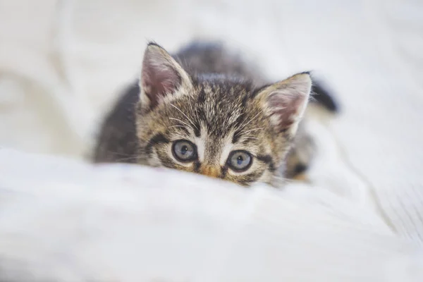 Lekfull Söt Tabby Kattunge Gömmer Sig Bakom Filt — Stockfoto