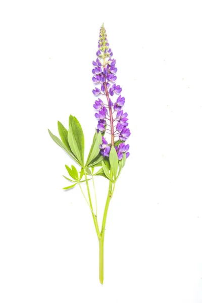 Lupin Purple Flower Isolated White Background — Stock Photo, Image