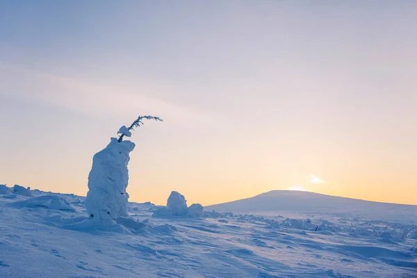 Árbol Abeto Cubierto Nieve Amanecer Helado Las Montañas Los Urales — Foto de Stock