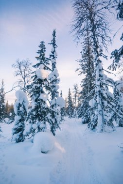 Kar köknar ağaçlarını kapladı. Kış orman manzarası. Komi Cumhuriyeti. Rusya