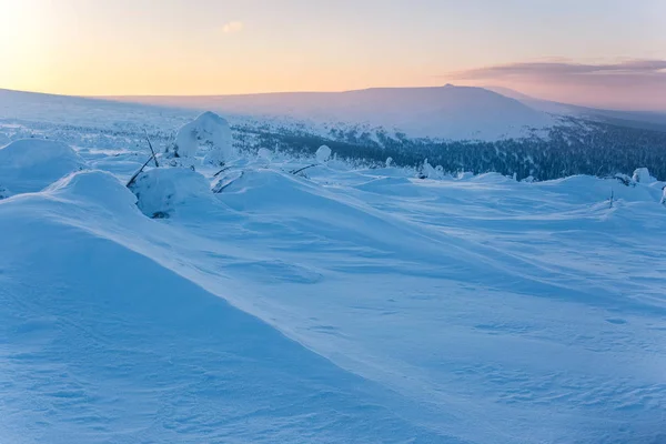 Abete Rosso Innevato Alba Gelida Sulle Montagne Degli Urali Settentrionali — Foto Stock