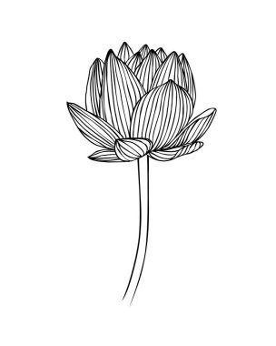 Doğrusal Nilüfer çiçek. Lotus vektör çizim