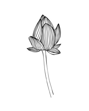 Doğrusal lotus çiçeği. Nilüfer vektör illustratio