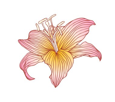 Beyaz arka plan üzerinde pembe royal lily. Vektör illustratio