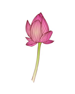 Pembe lotus çiçeği. Nilüfer vektör illustratio