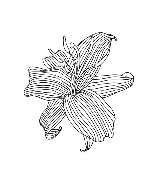 Linear Lily Flower Vector Illustration Black White — Stock Vector