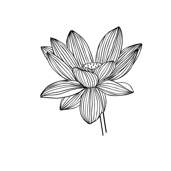 Flor Lótus Linear Ilustração Vetor Lírio Água —  Vetores de Stock