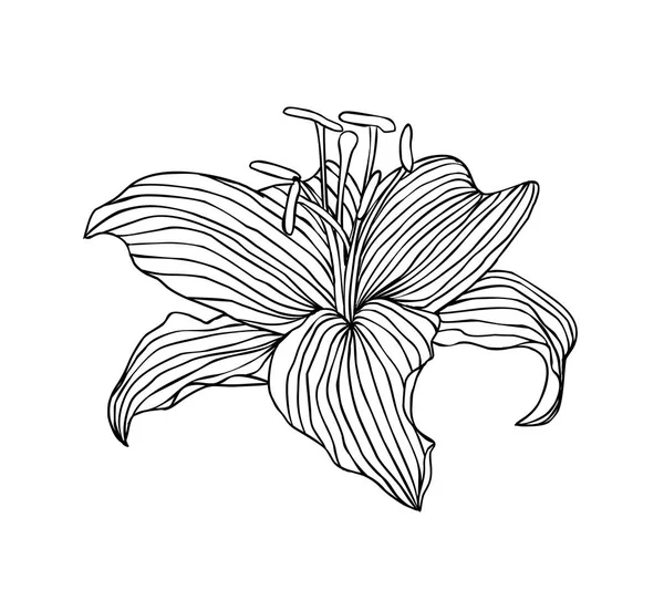 Kwiat Lilii Liniowe Ilustracja Wektorowa Czarno Biała — Wektor stockowy