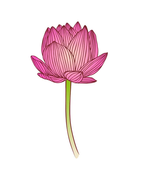 Pink Lotus Flower Water Lily Vector Illustratio — Stock Vector
