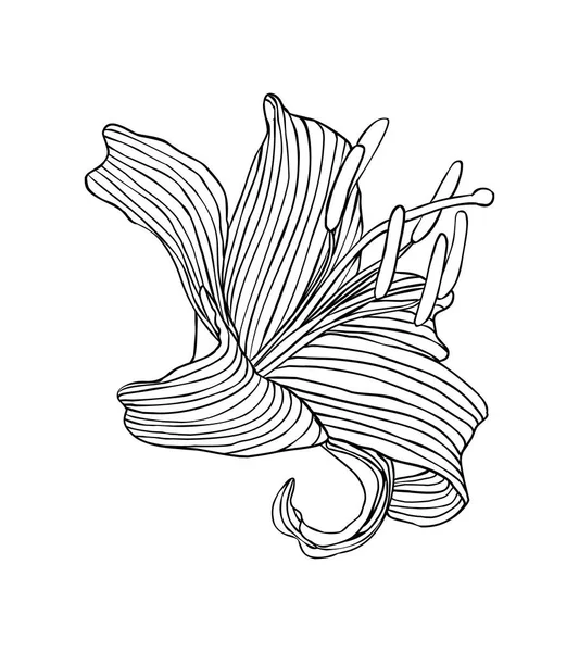 線形のユリの花 白の上に黒のベクトル図 — ストックベクタ