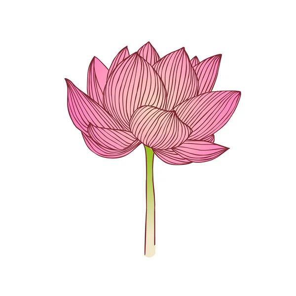 Roze Waterlelie Bloem Lotus Vectorillustratie — Stockvector