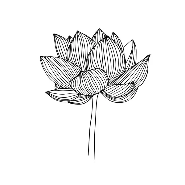 線形の蓮の花 スイレンのベクトル図 — ストックベクタ