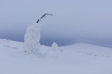 Kar Ladin ağacı kaplı. Pechoro Ilychsky tabiatı. Kuzey Ural Dağları, Komi Cumhuriyeti, Rusya Federasyonu
