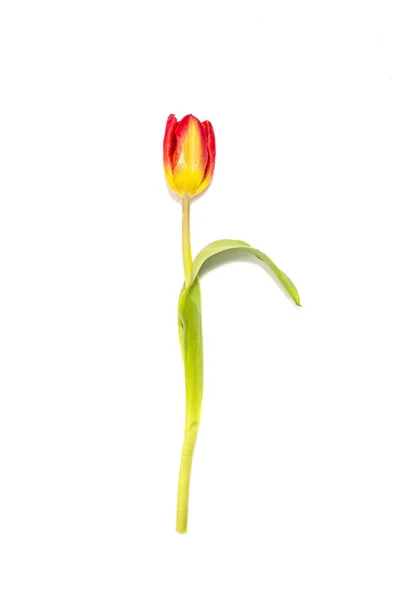 赤と黄色のチューリップの花が白い背景で隔離 — ストック写真