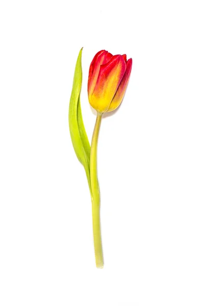Fleur Tulipe Rouge Jaune Isolée Sur Fond Blanc — Photo