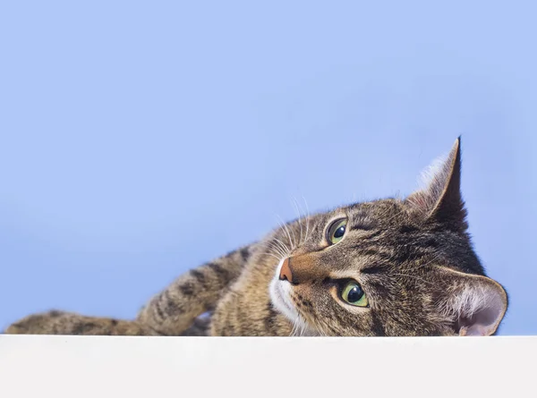 Tabby Cat Liegt Auf Dem Tisch Blauer Hintergrund — Stockfoto