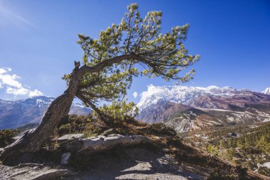 Köknar ağacı orman. Annapurna devre trek. Himalaya Dağları Nepal.