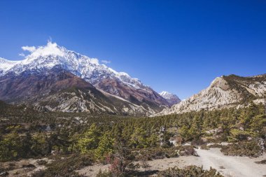 Köknar ağacı orman. Annapurna devre trek. Himalaya Dağları Nepal.