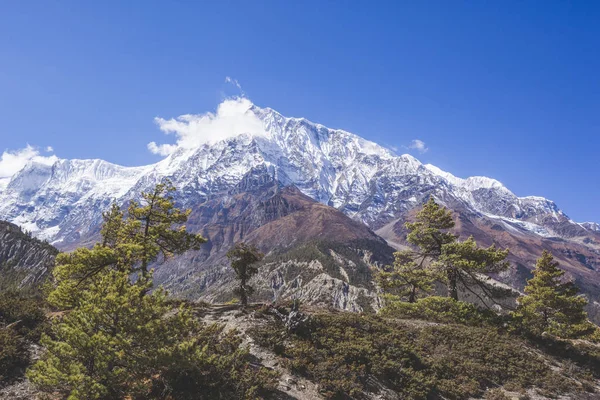 Bosque Abeto Caminata Por Circuito Annapurna Montañas Del Himalaya Nepal — Foto de Stock