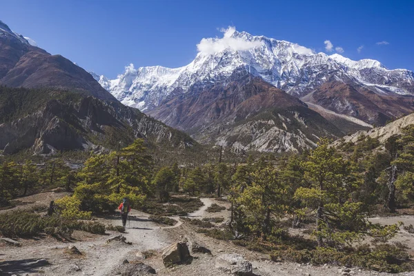 Bosque Abeto Caminata Por Circuito Annapurna Montañas Del Himalaya Nepal — Foto de Stock