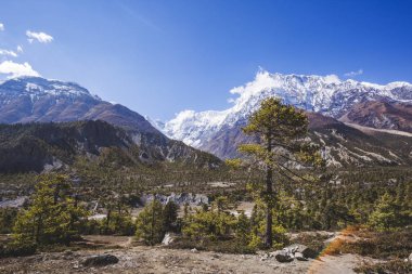 Köknar ağacı orman. Annapurna devre trek. Himalaya Dağları Nepal.