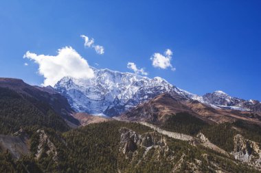 Köknar ağacı orman. Annapurna devre trek. Himalaya Dağları Nepal.