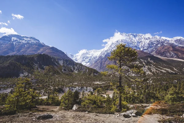 Bosque Abeto Caminata Por Circuito Annapurna Montañas Del Himalaya Nepal — Foto de Stock