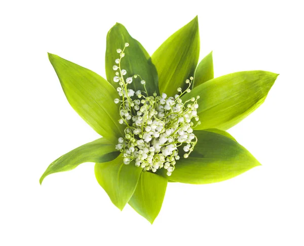 Bouquet of lilies of the valley on white background. View from above