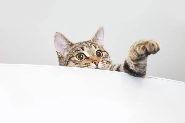 Tabby Neugierige Katze Auf Dem Kühlschrank Weißer Hintergrund — Stockfoto