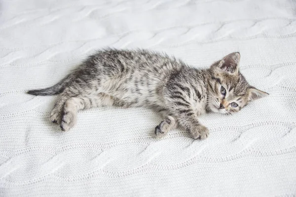 Cute Striped Kitten White Knitted Background — Stock Photo, Image