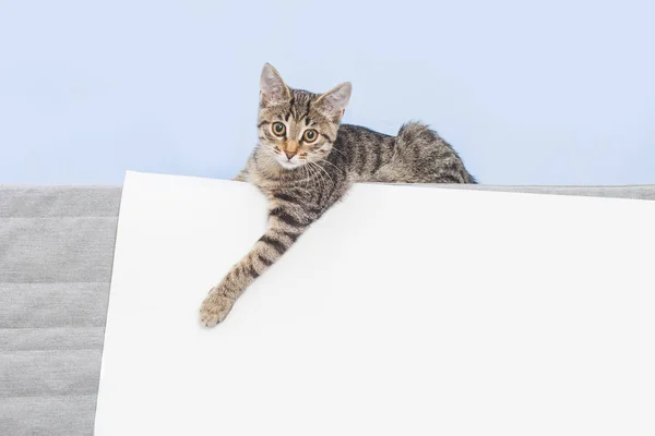 Modelo Para Publicidade Animais Gatinho Segurando Uma Folha Branca — Fotografia de Stock